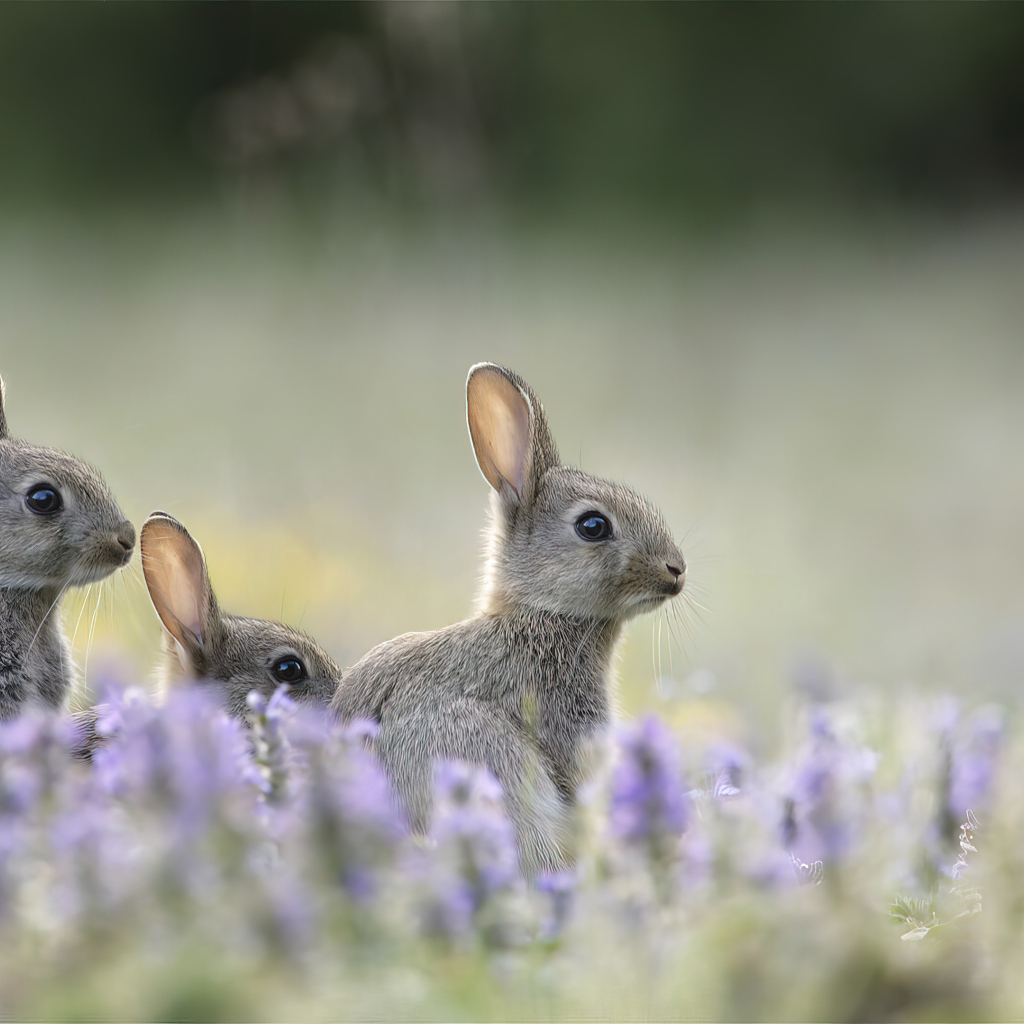 Зайцы прячутся в цветах