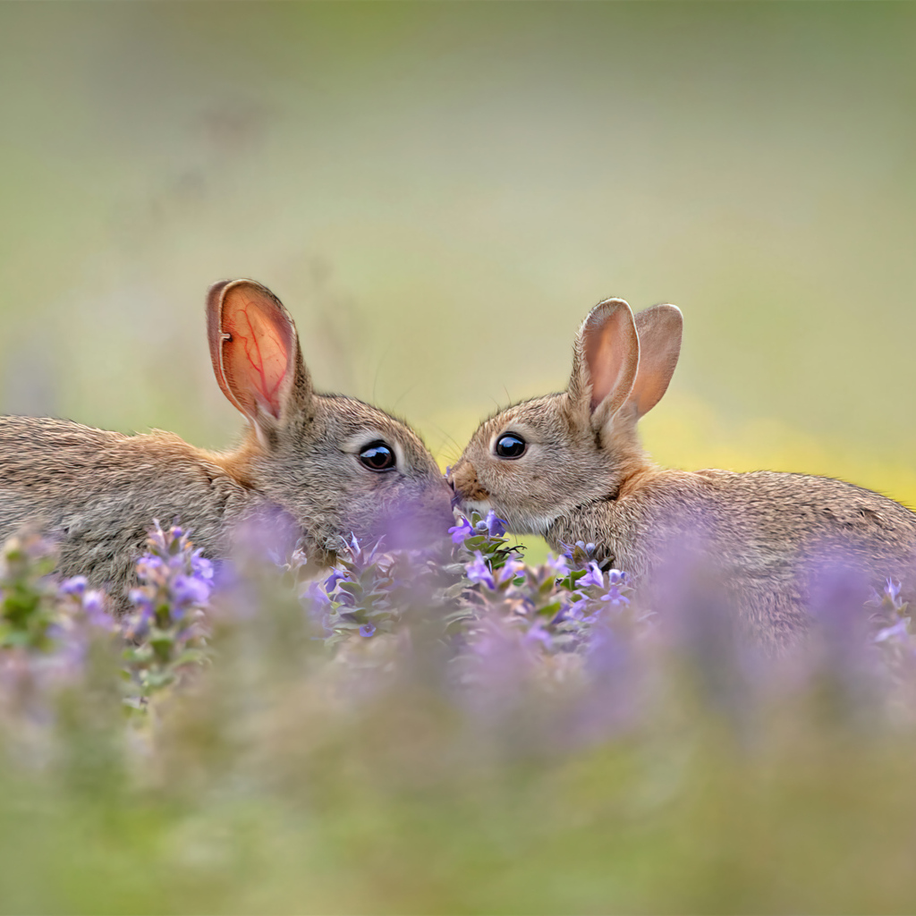 Два милых зайца в цветах 