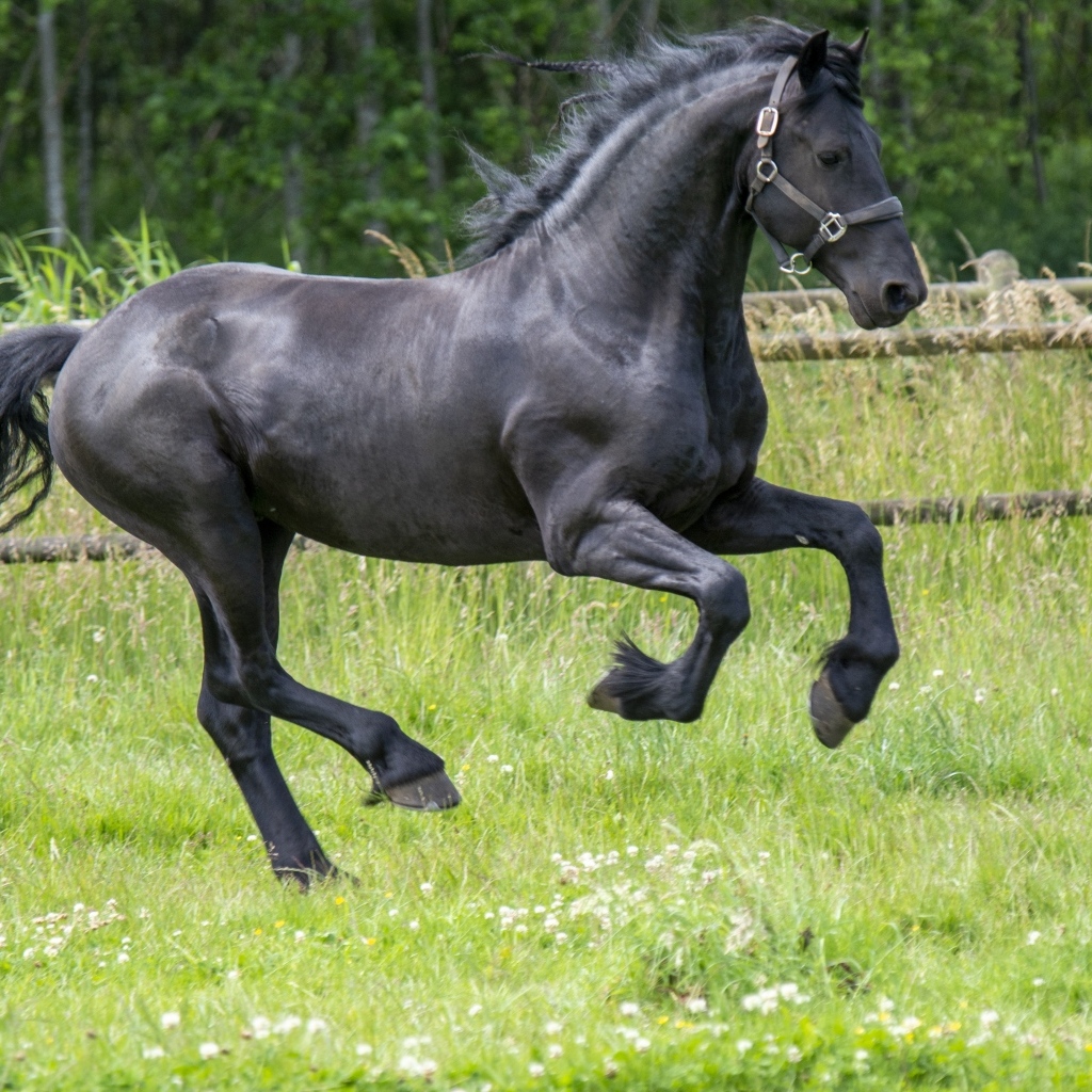 Черный большой конь скачет по зеленой траве