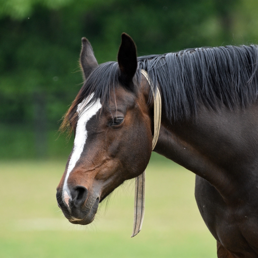 Большой красивый коричневый конь 