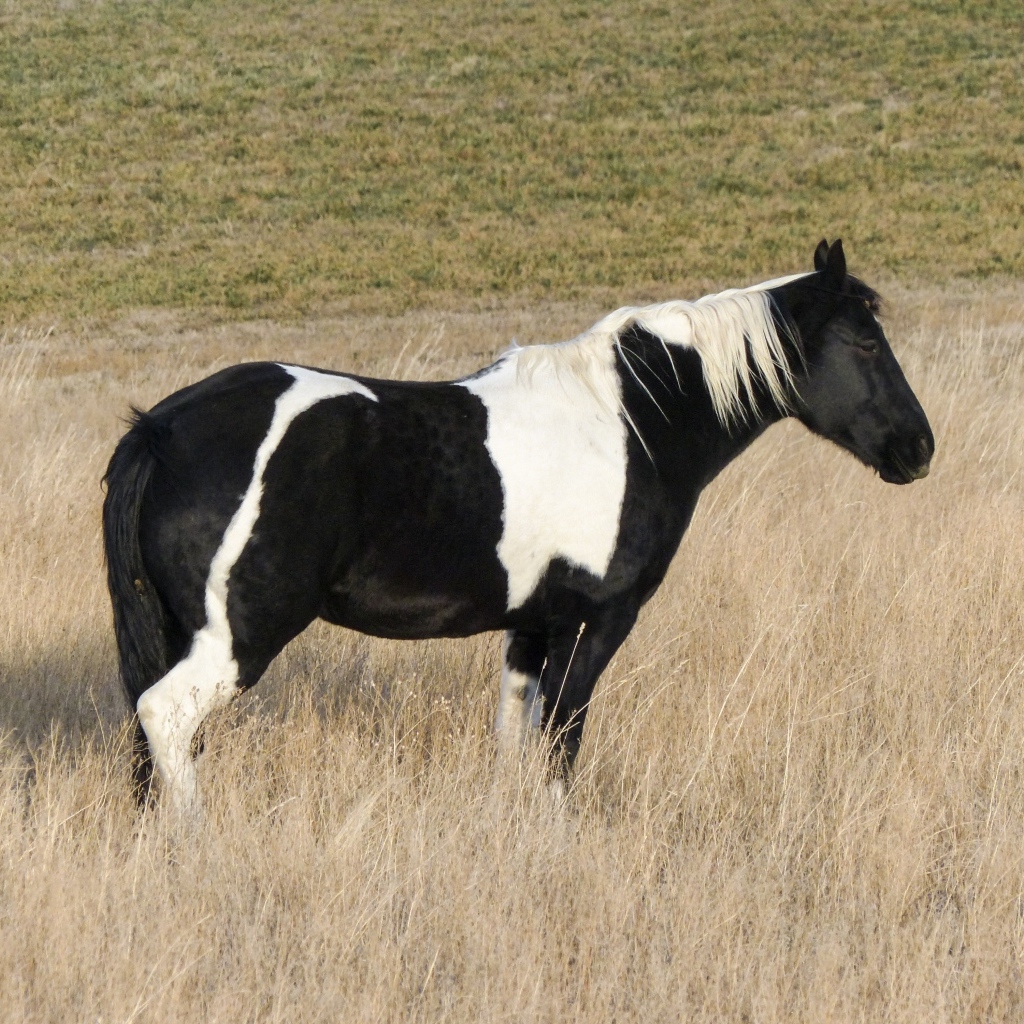 Черно-белая лошадь пасется на сухой траве