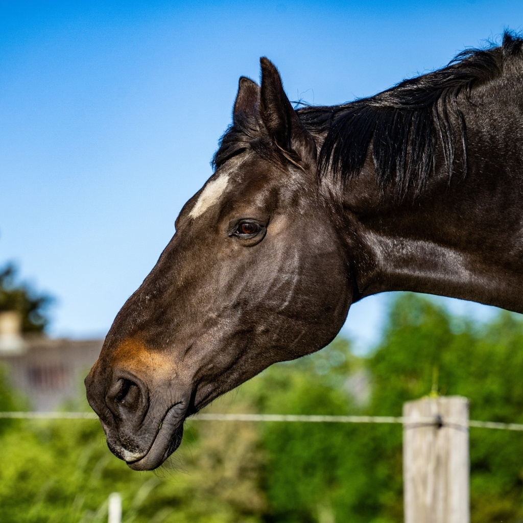 Голова черного коня крупным планом