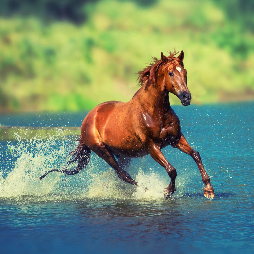 Коричневая лошадь скачет по воде озера