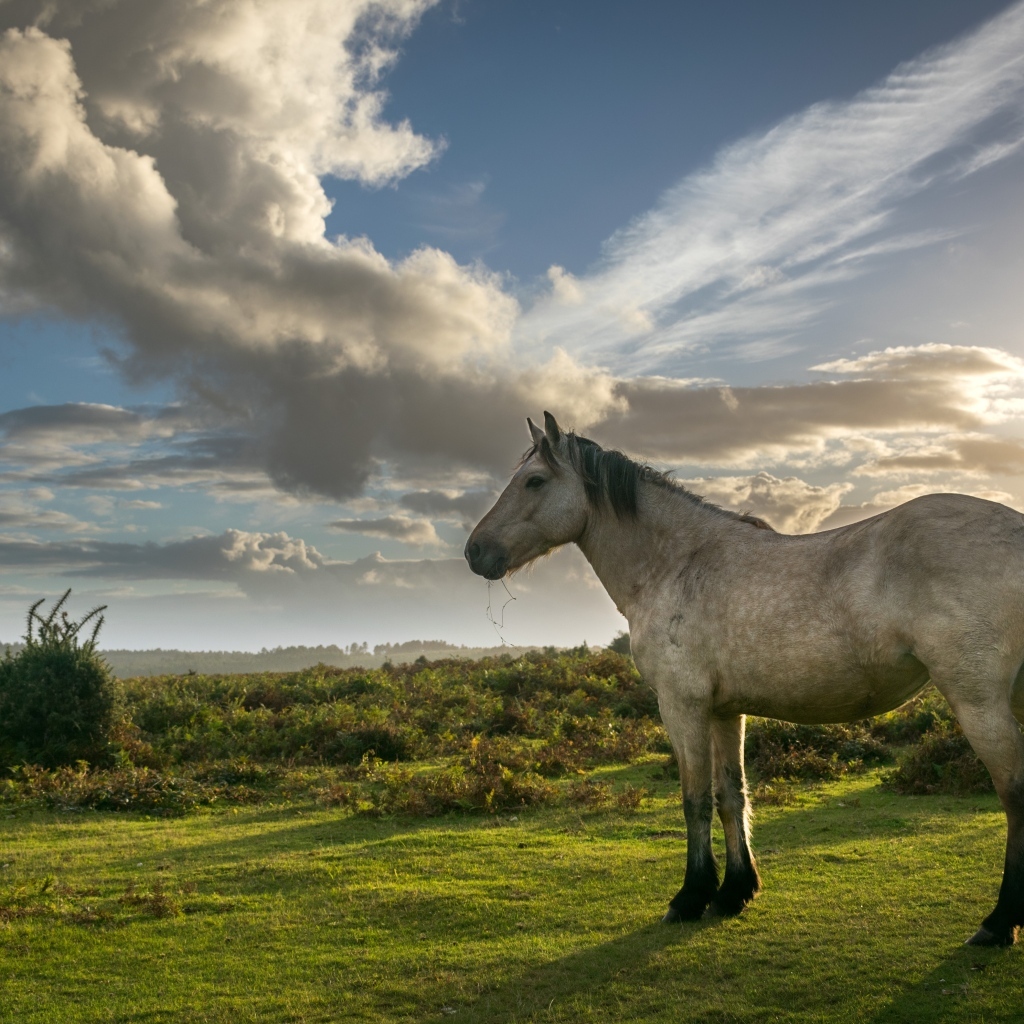 Лошадь на пастбище под красивым небом