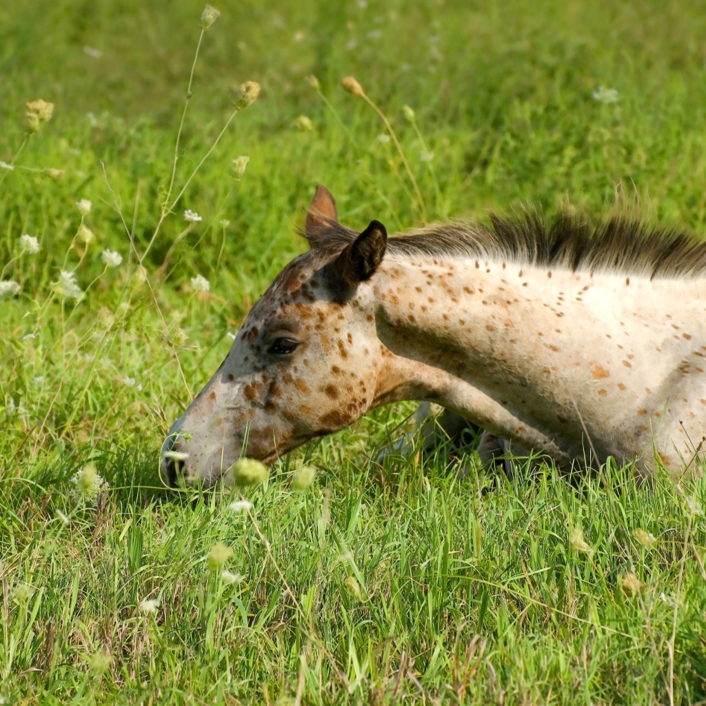 Маленькая пятнистая лошадь лежит на траве