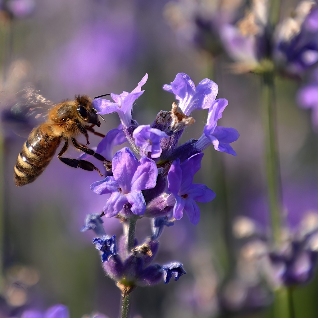 Пчела кружит у цветка лаванды