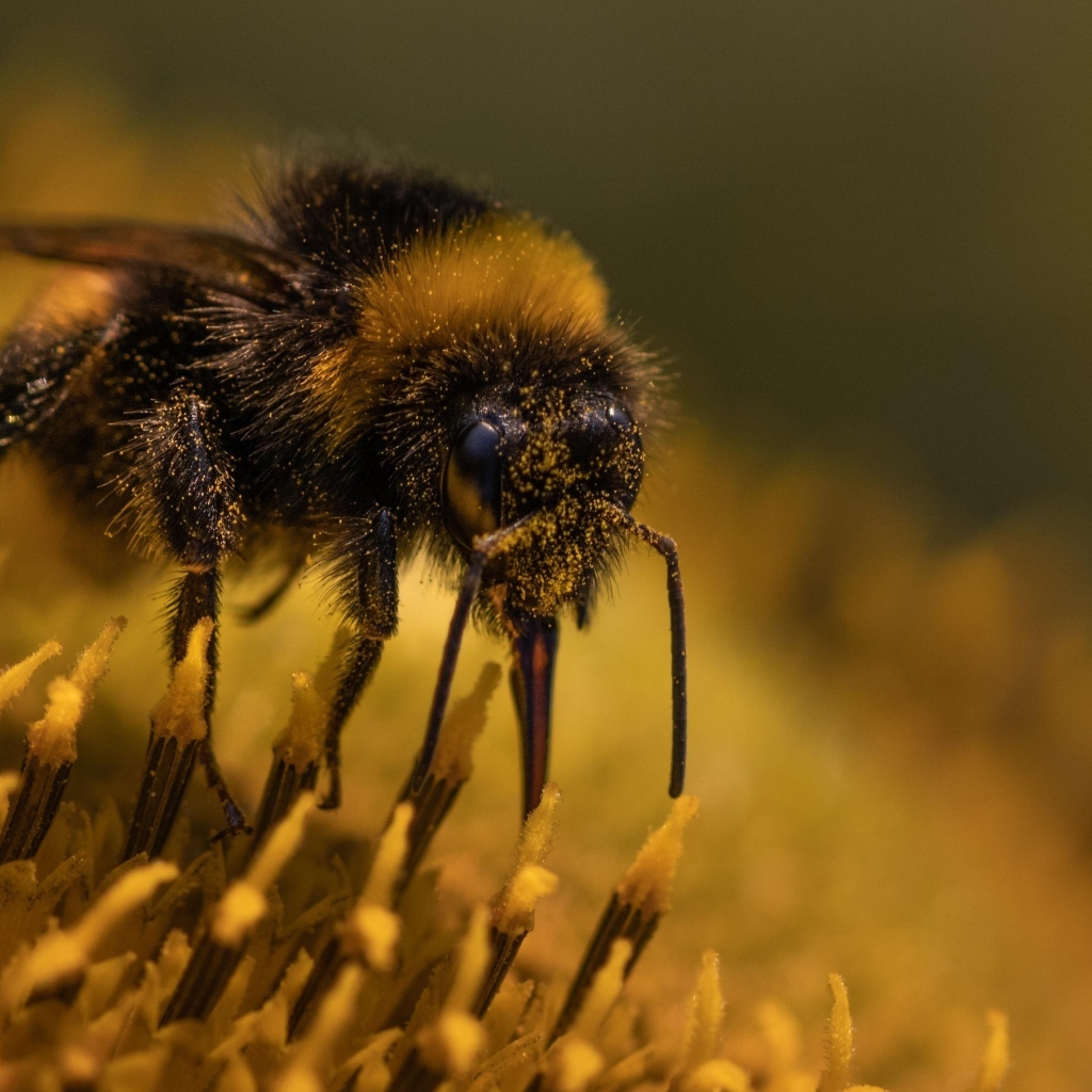 Пчела собирает пыльцу с цветка подсолнуха
