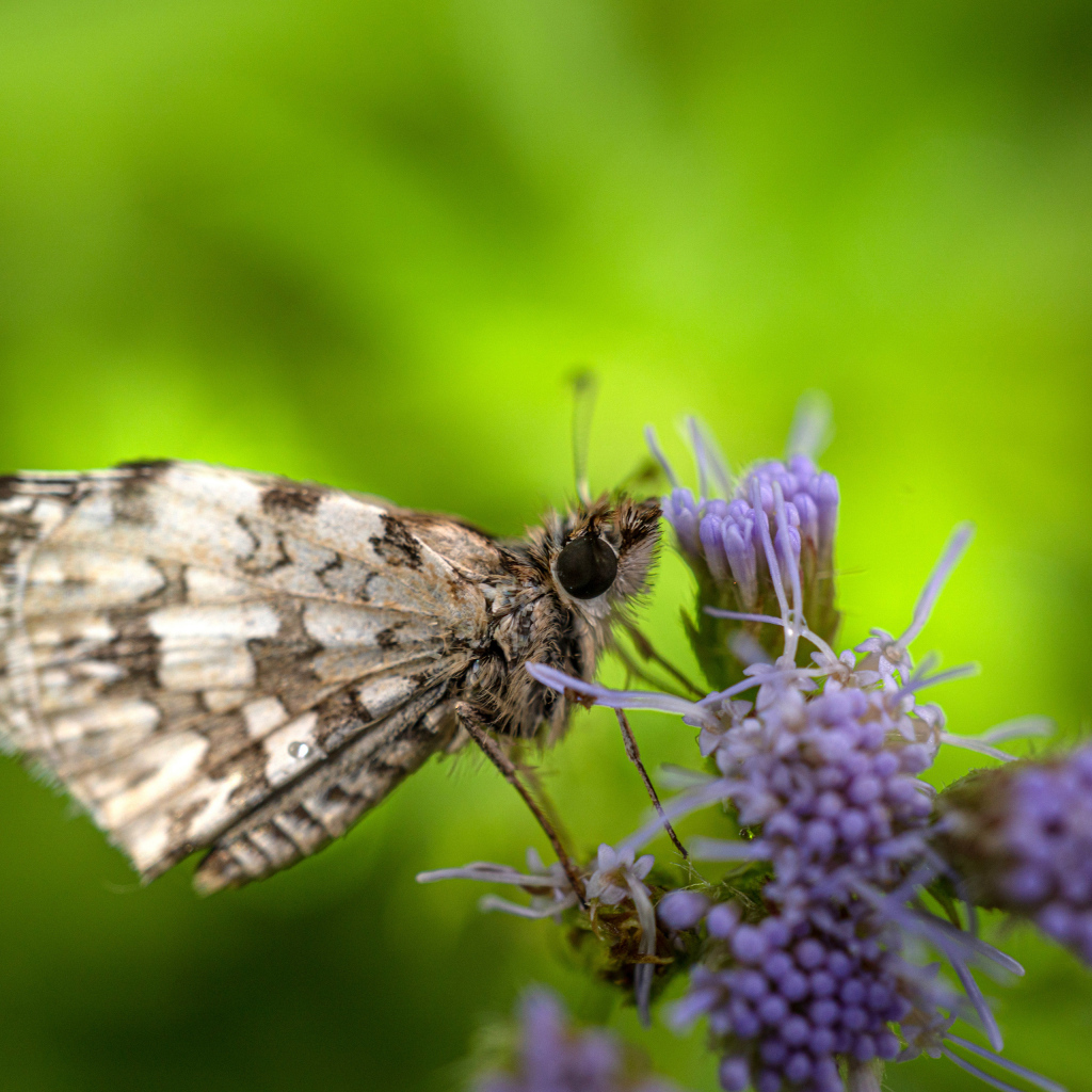 Коричневая бабочка сидит на фиолетовом полевом цветке