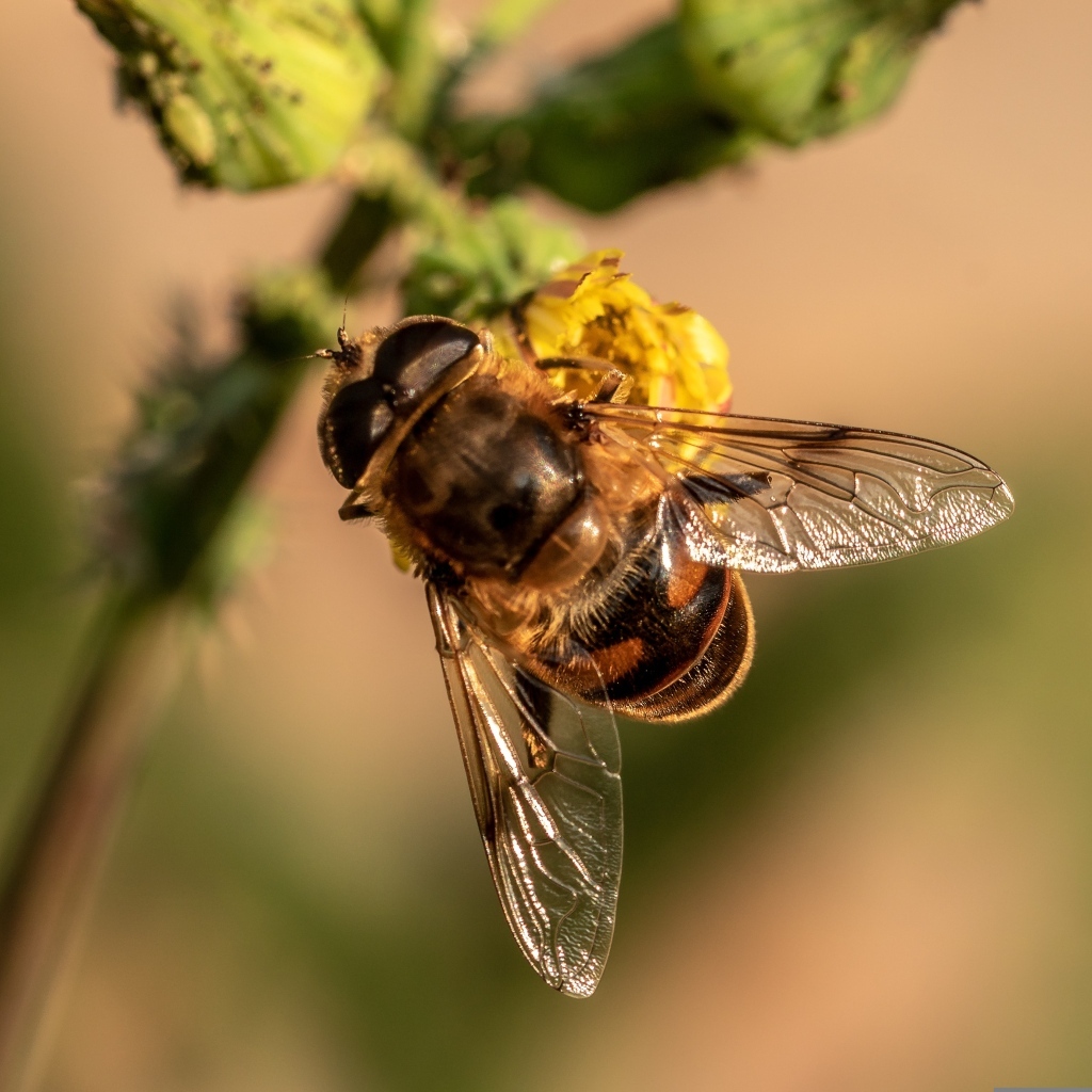 Муха сидит на желтом цветке крупным планом