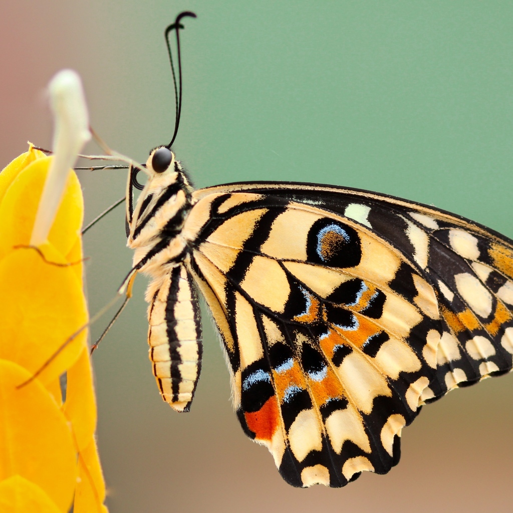 Большая красивая бабочка сидит на желтом цветке