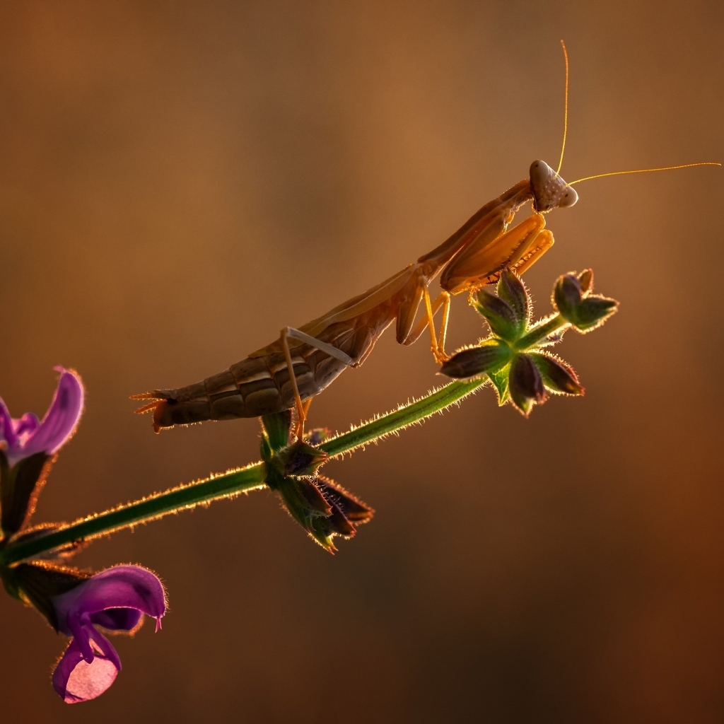 Большой богомол сидит на ветке с цветами