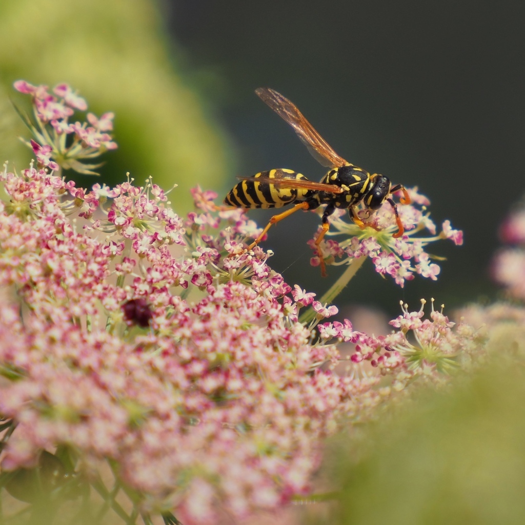 Большая оса кружит над розовым цветком