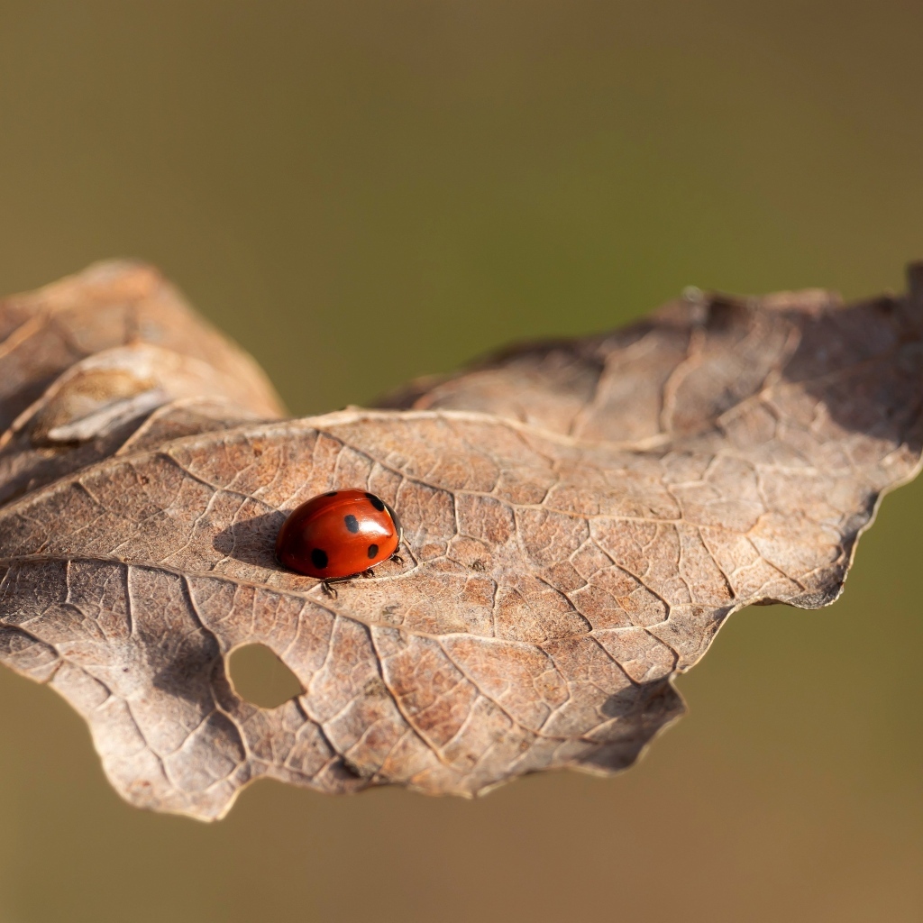 Красная божья коровка сидит на сухом листке