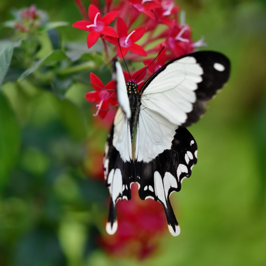 Красивая бабочка сидит на красном цветке