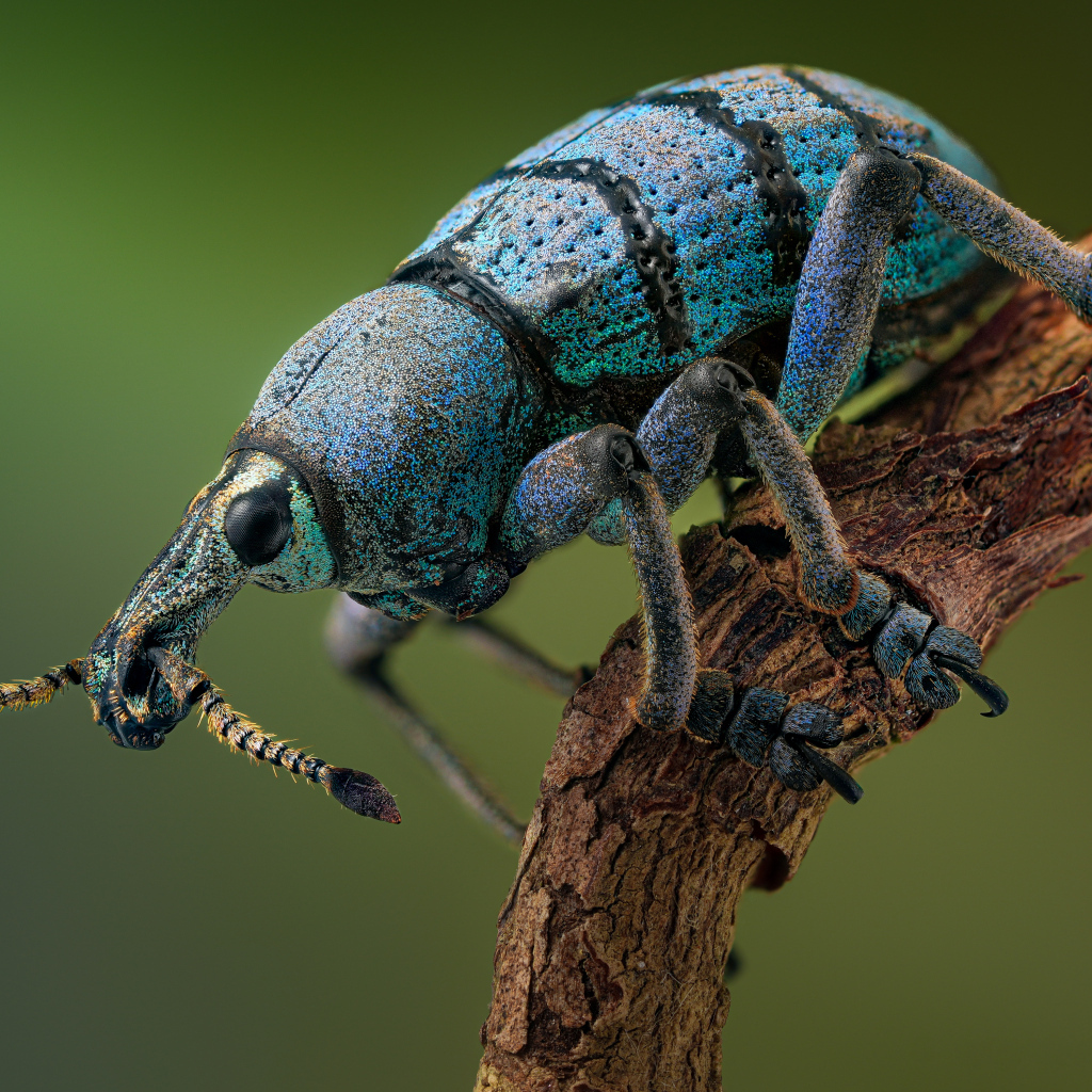 Красивый жук долгоносик на ветке