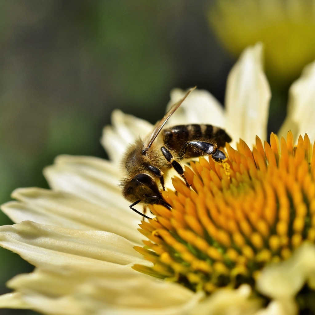 Пчела сидит на белом цветке