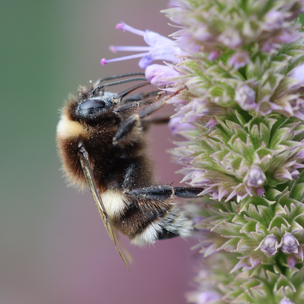 Пчела сидит на фиолетовом цветке 