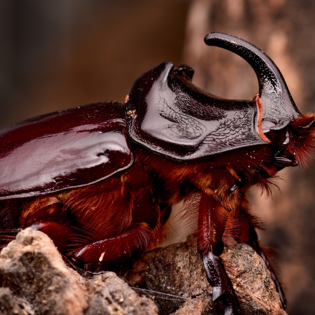 Большой коричневый жук носорог 