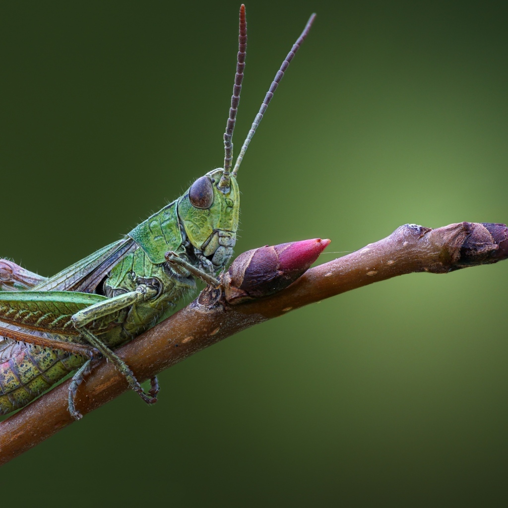 Большой зеленый кузнечик сидит на ветке 