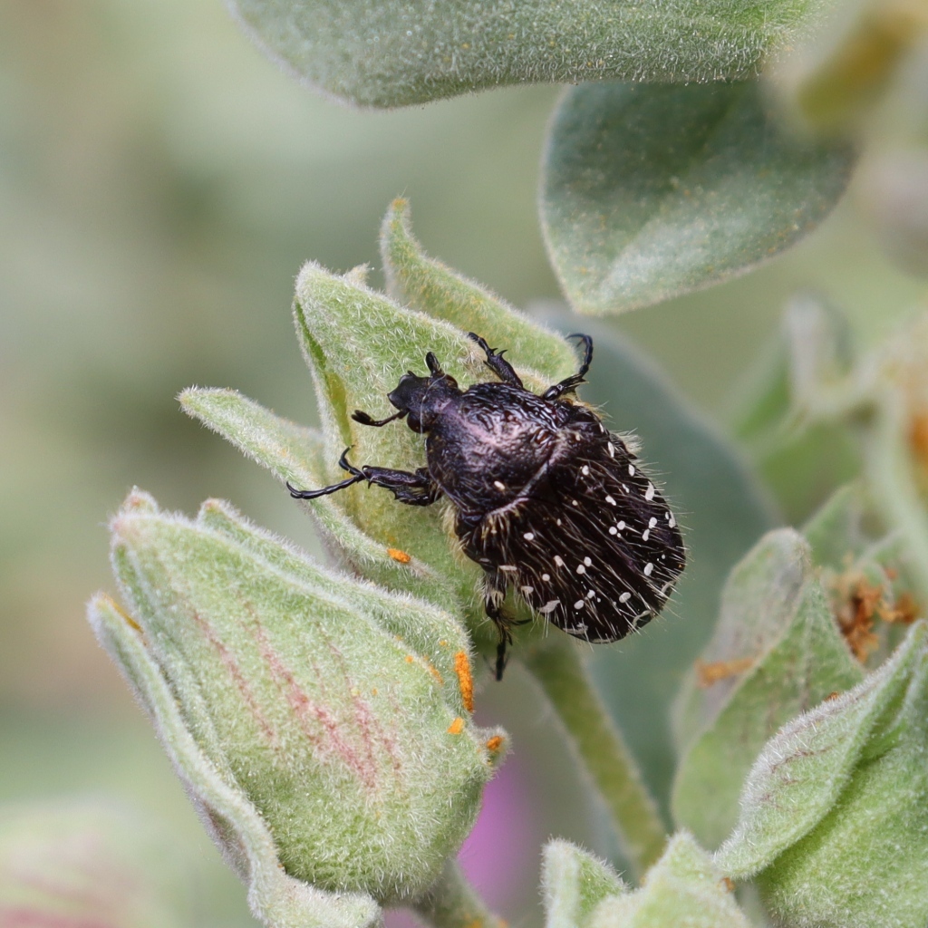 Черный жук сидит на зеленом растении