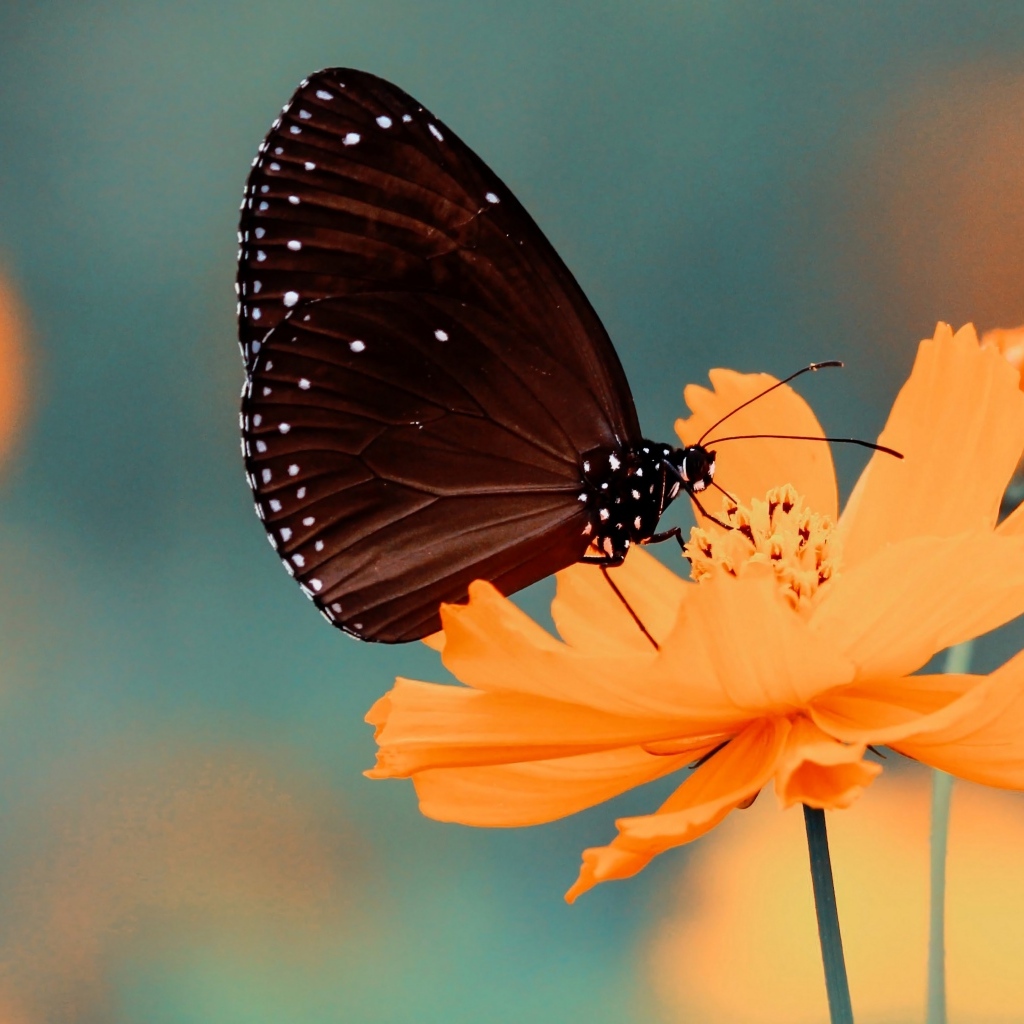 Черная бабочка сидит на оранжевом цветке космеи