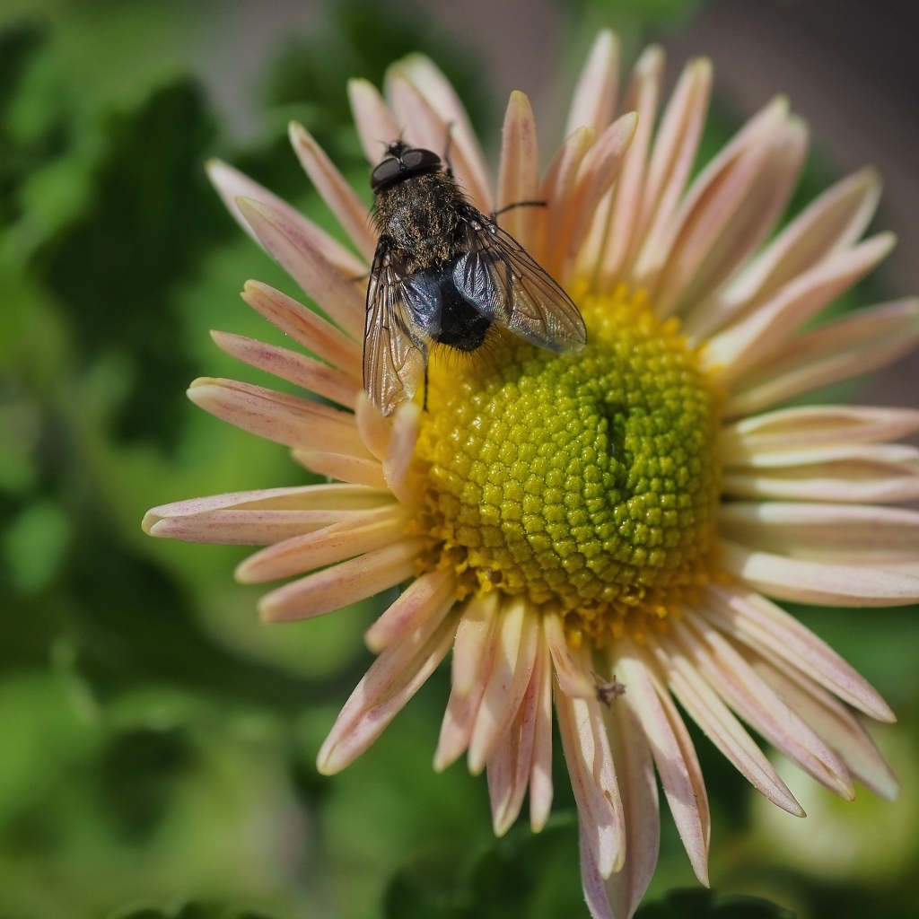 Черная муха сидит на цветке астры
