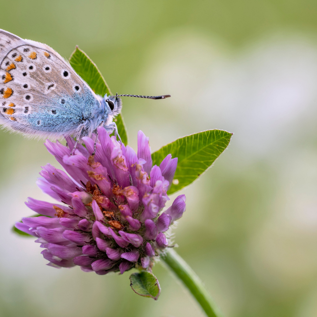 Голубая бабочка на розовом цветке клевера