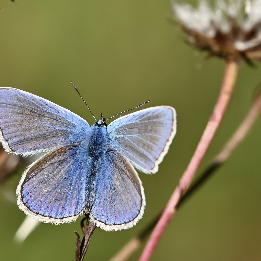 Голубая бабочка сидит на сухой траве