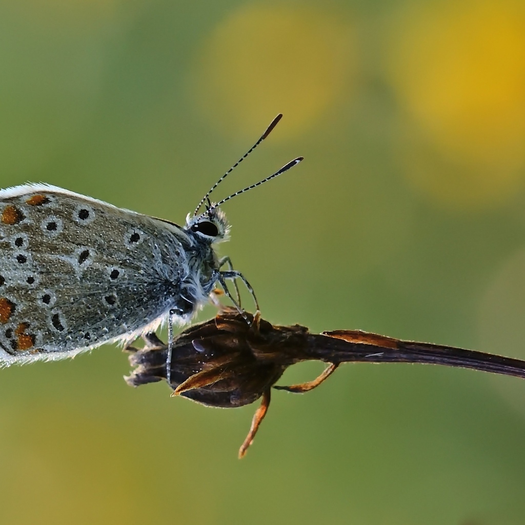 Голубая маленькая бабочка сидит на растении 