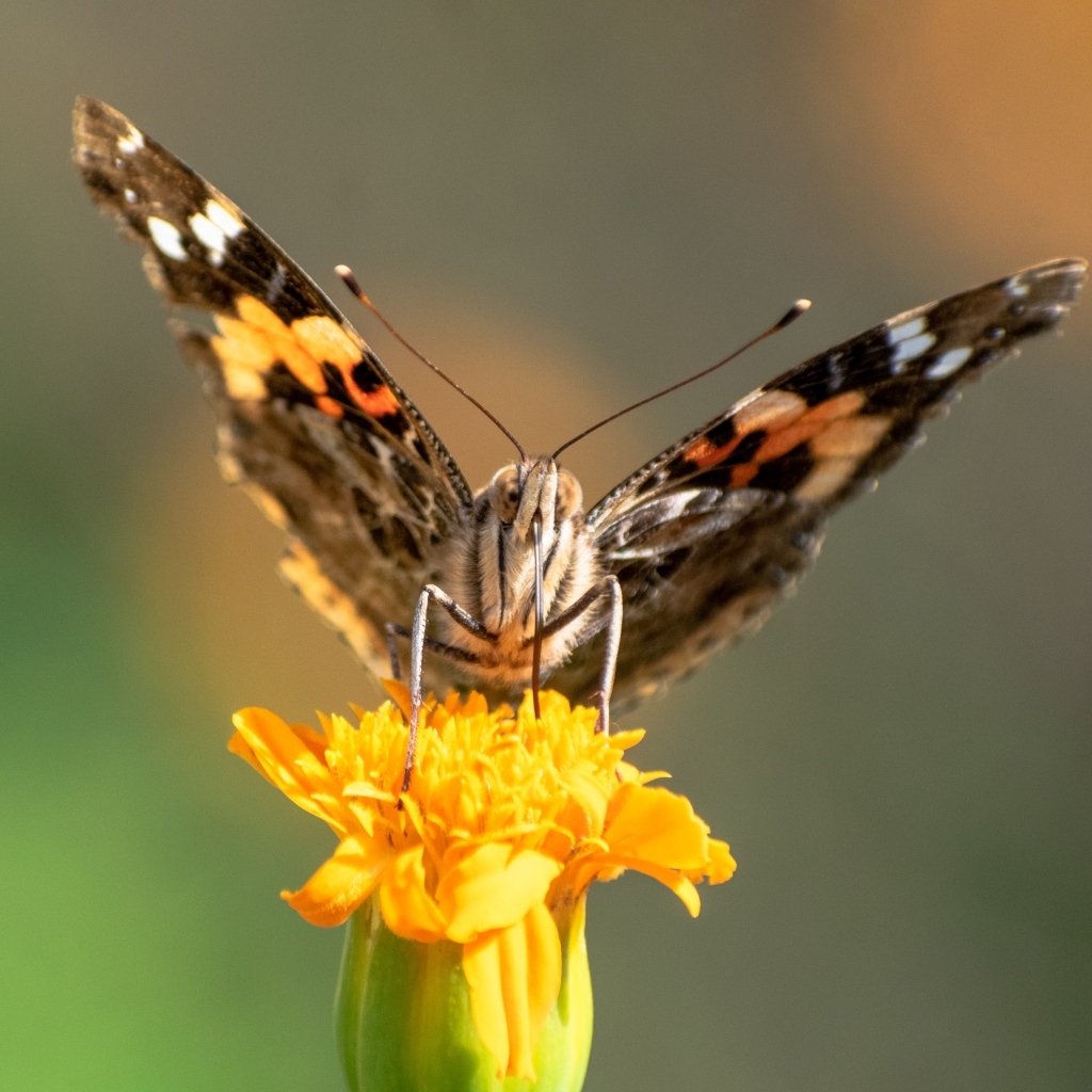 Коричневая бабочка сидит на цветке бархатца