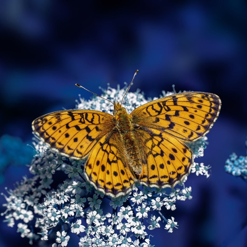 Коричневая бабочка сидит на белом цветке