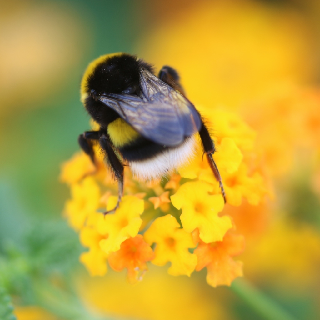 Шмель сидит на оранжевом цветке