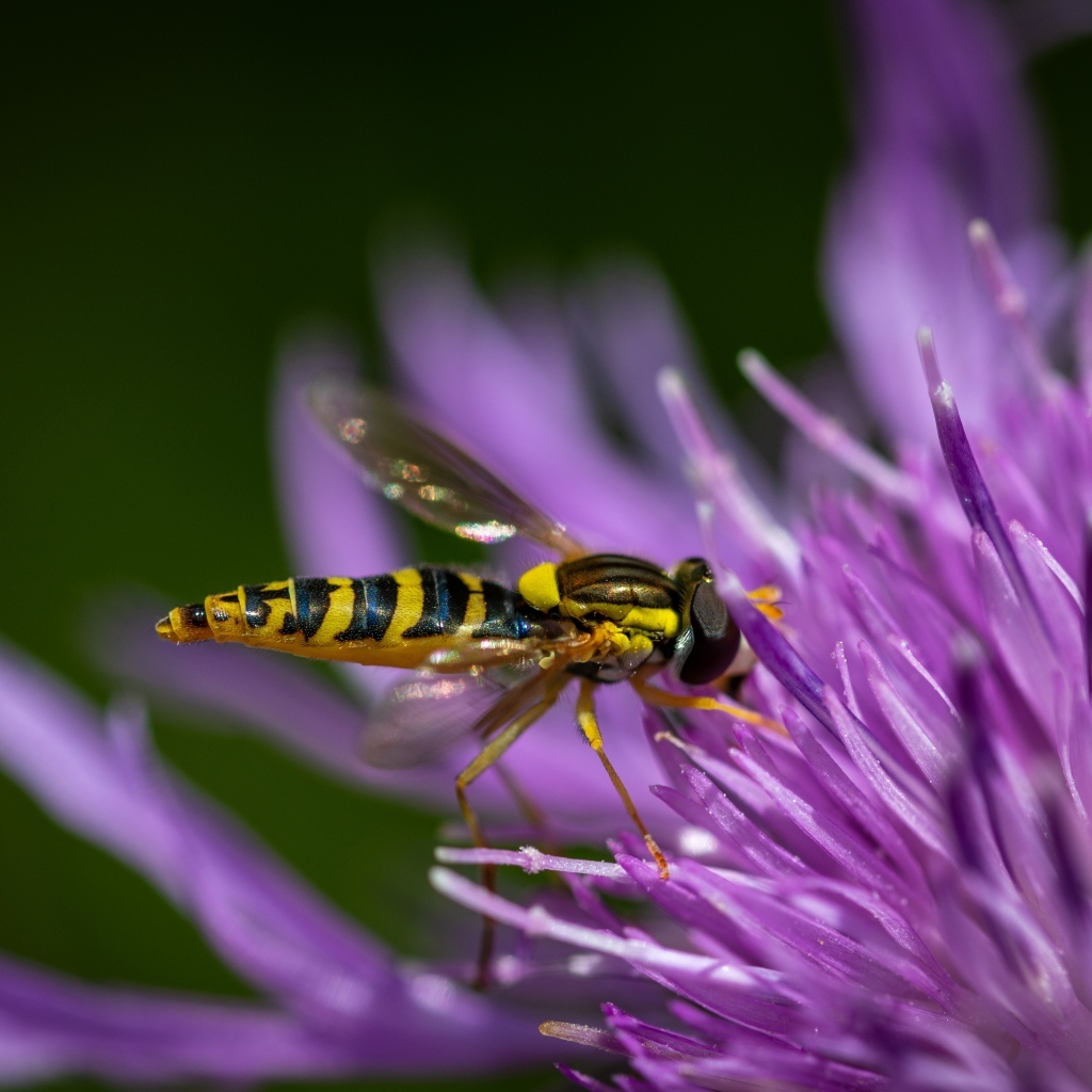 Муха жужжалка на розовом цветке