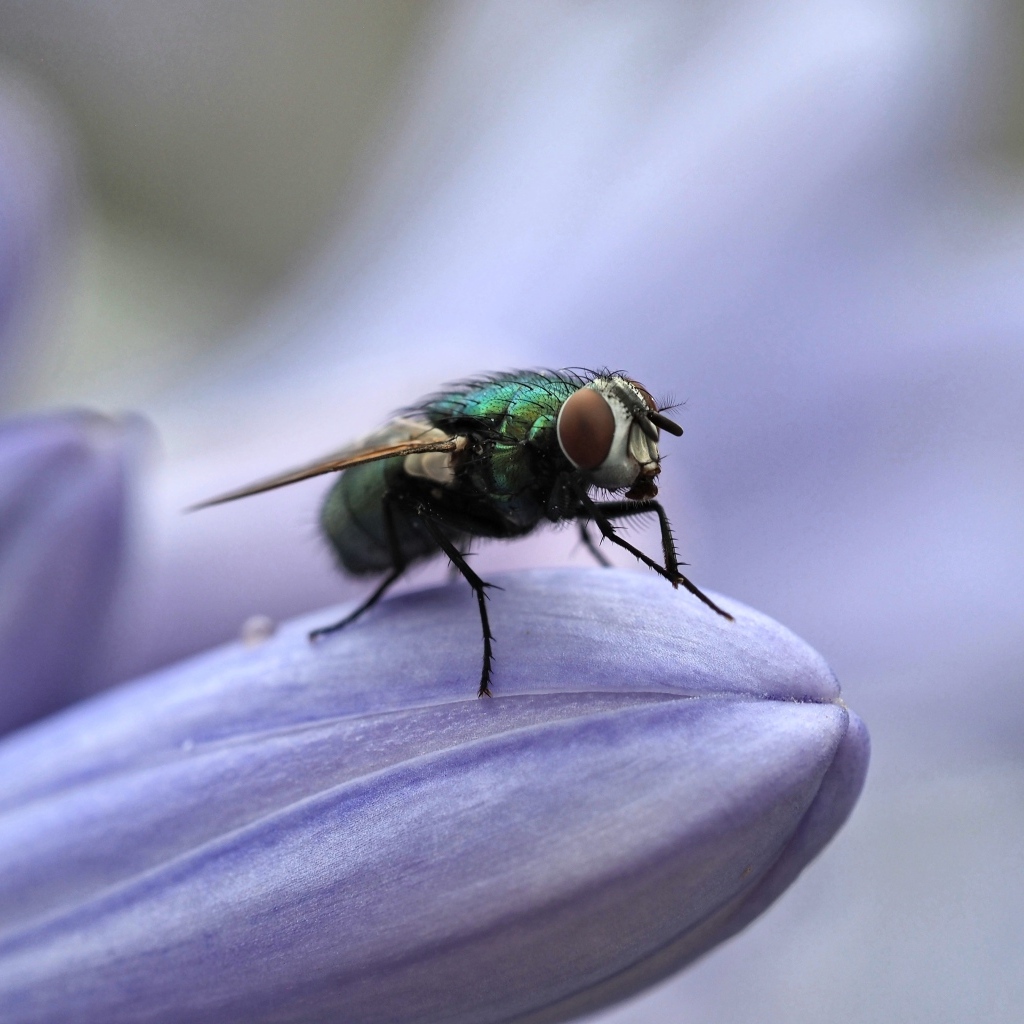 Зеленая муха сидит на синем цветке