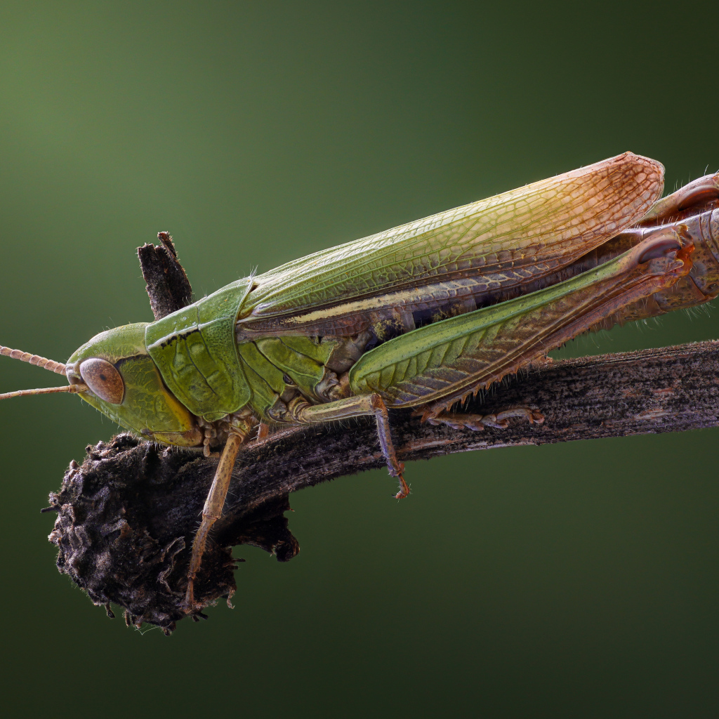 Зеленый кузнечик на ветке крупным планом