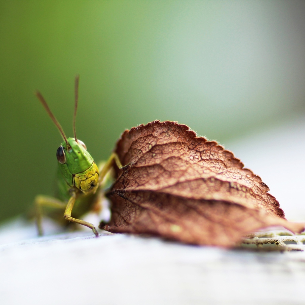 Зеленый кузнечик с листом