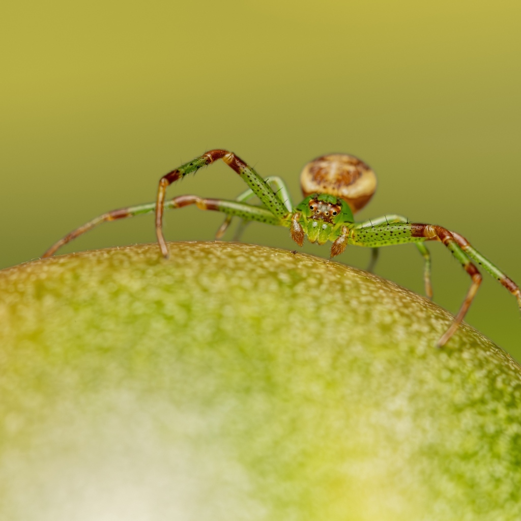 Зеленый паук сидит на фрукте
