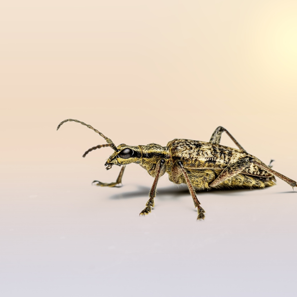 Большой чернопятнистый усач крупным планом