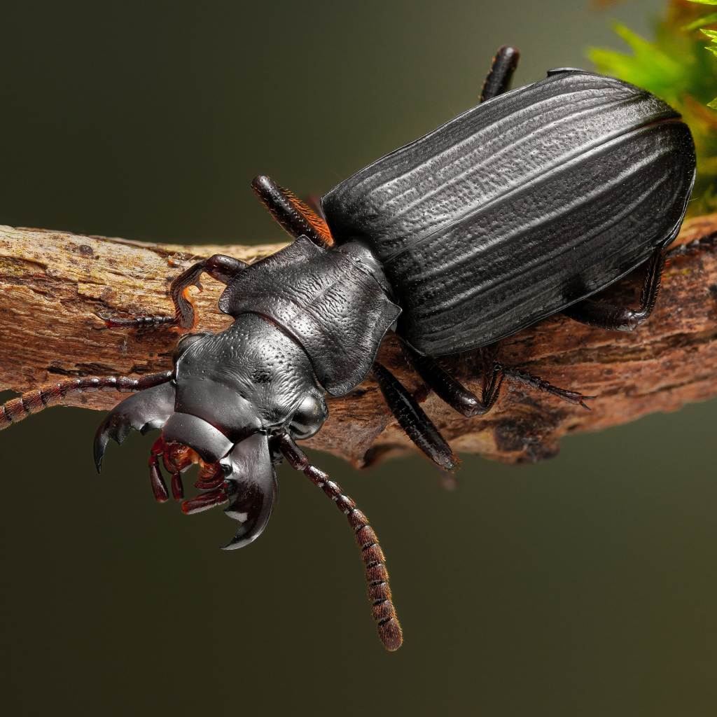 Большой черный жук сидит на ветке крупным планом