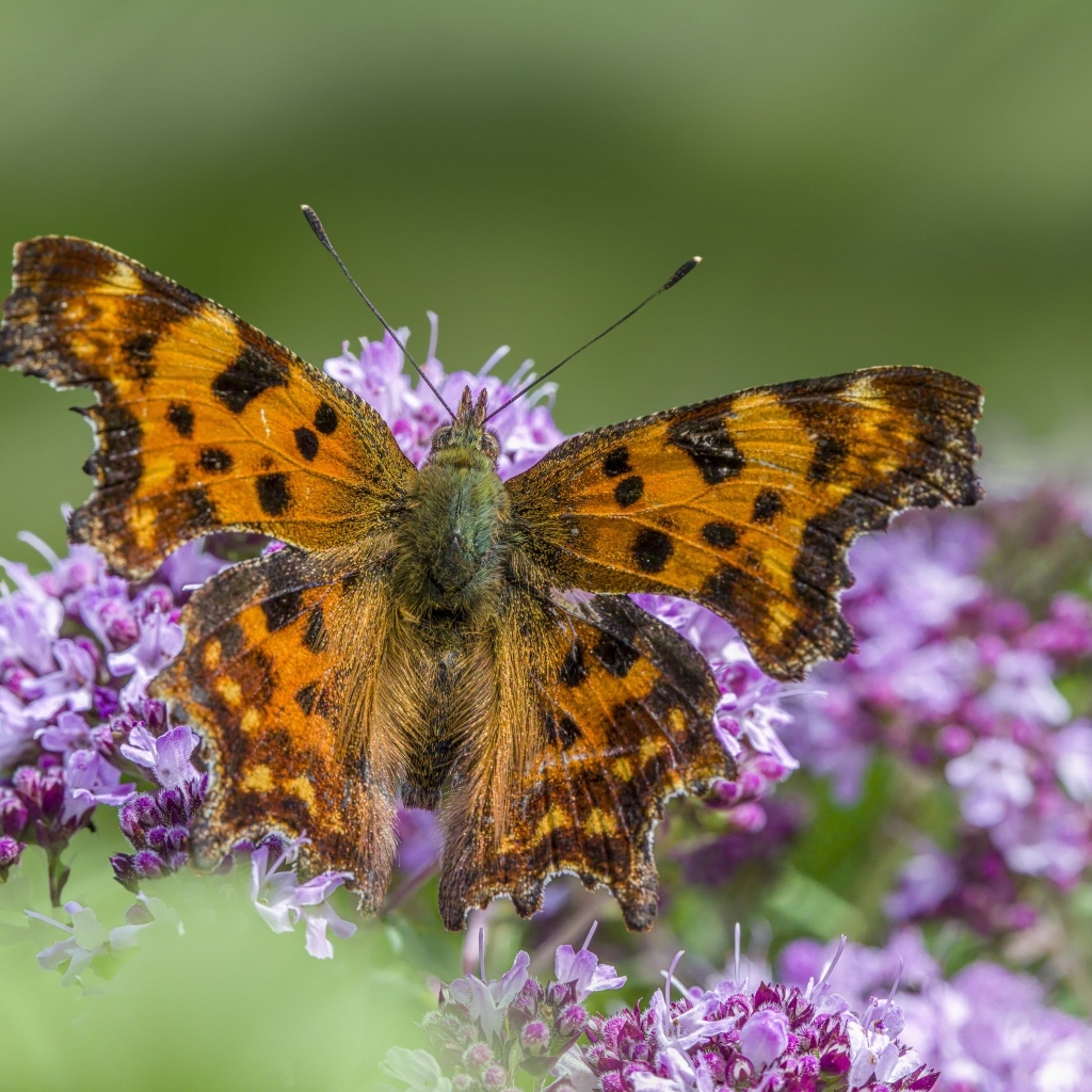 Большая коричневая бабочка на розовом цветке
