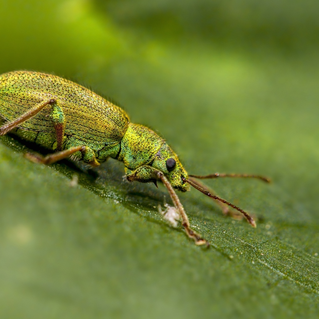Большой зеленый жук на листке крупным планом