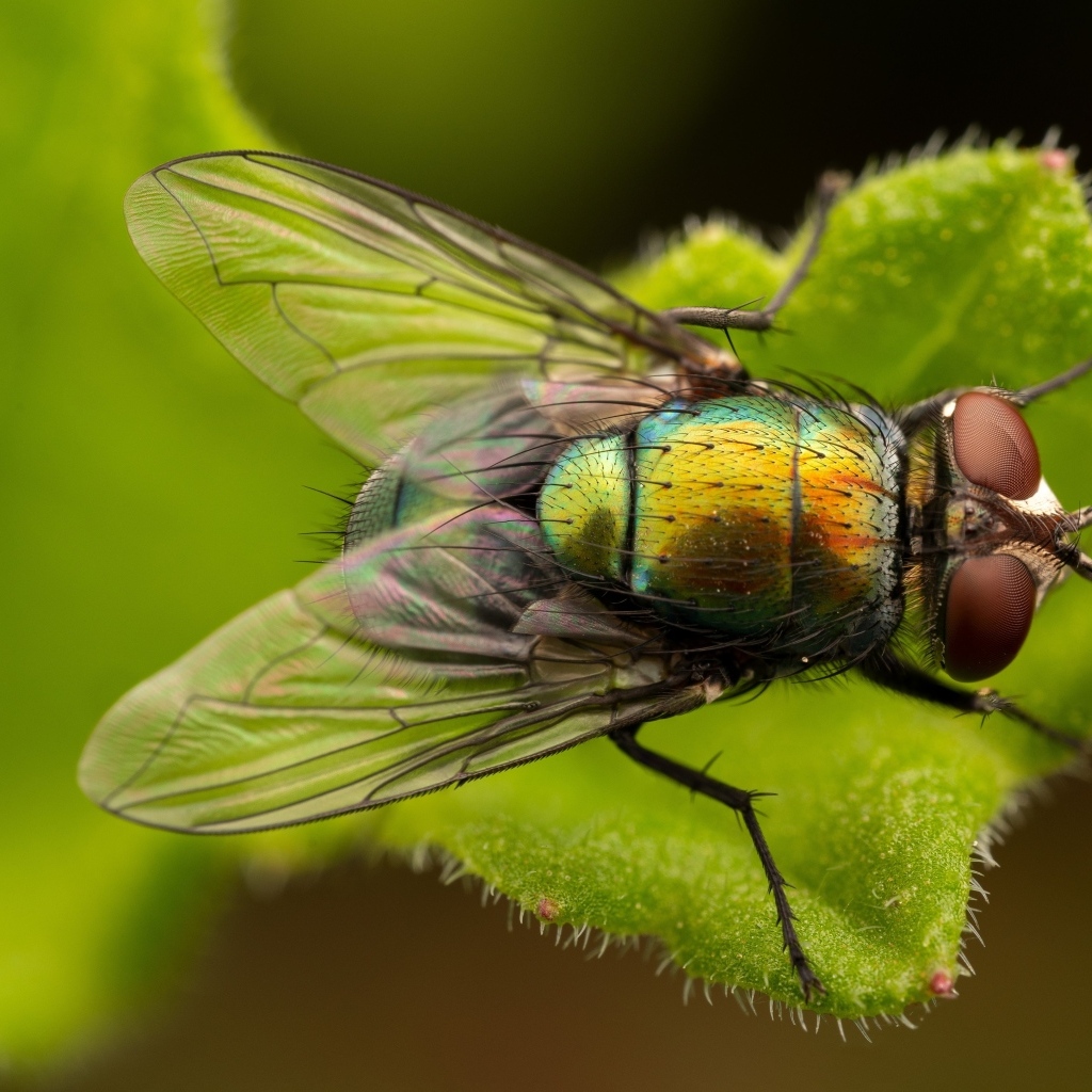 Большая зеленая муха на листке крупным планом