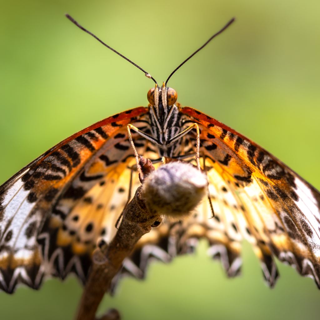 Большая бабочка златоглазка на ветке