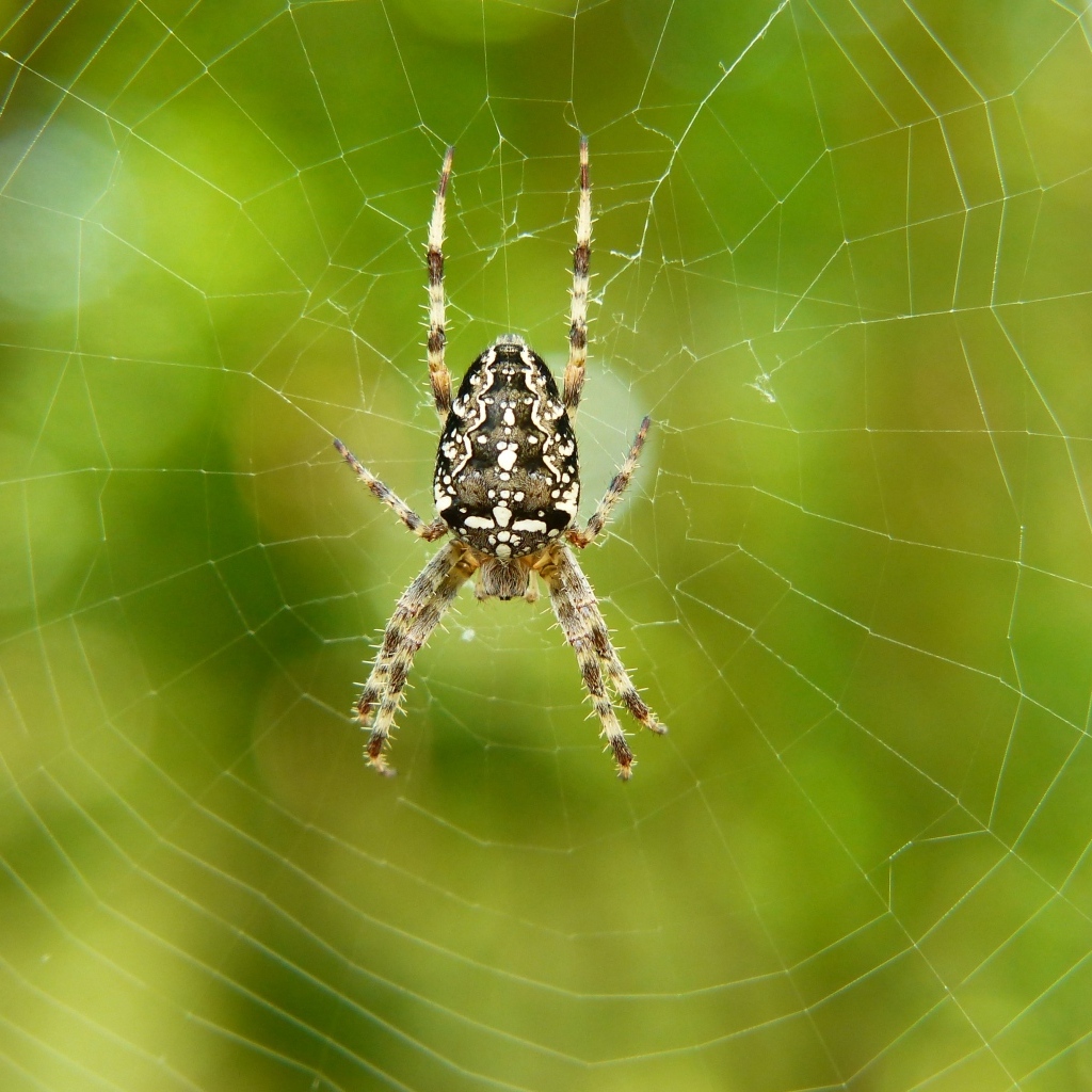 Большой паук на паутине крупным планом