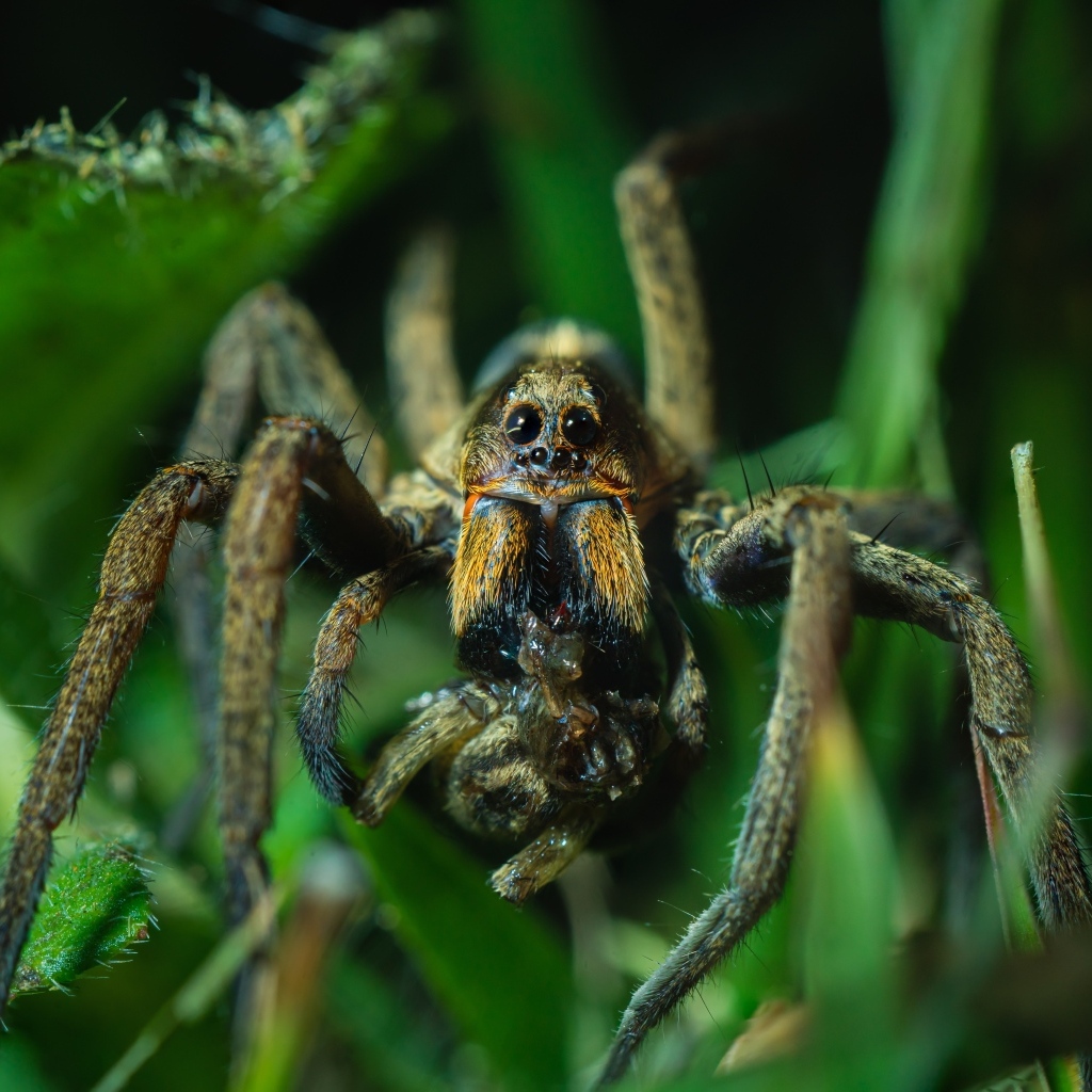 Большой паук с добычей в зеленых листьях