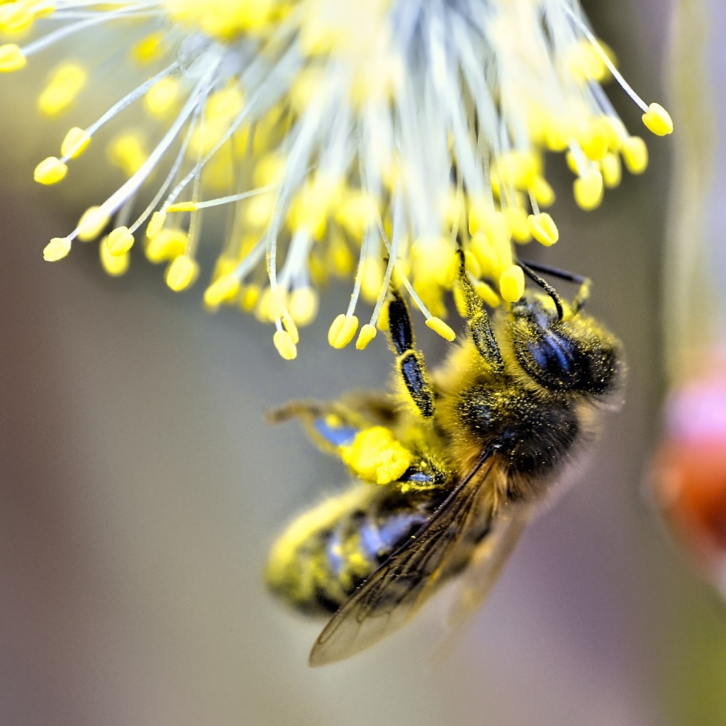 Маленькая пчела собирает пыльцу на цветке