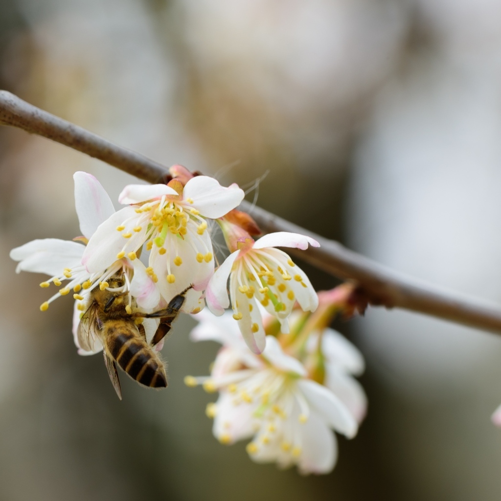 Маленькая пчела опыляет цветок вишни 