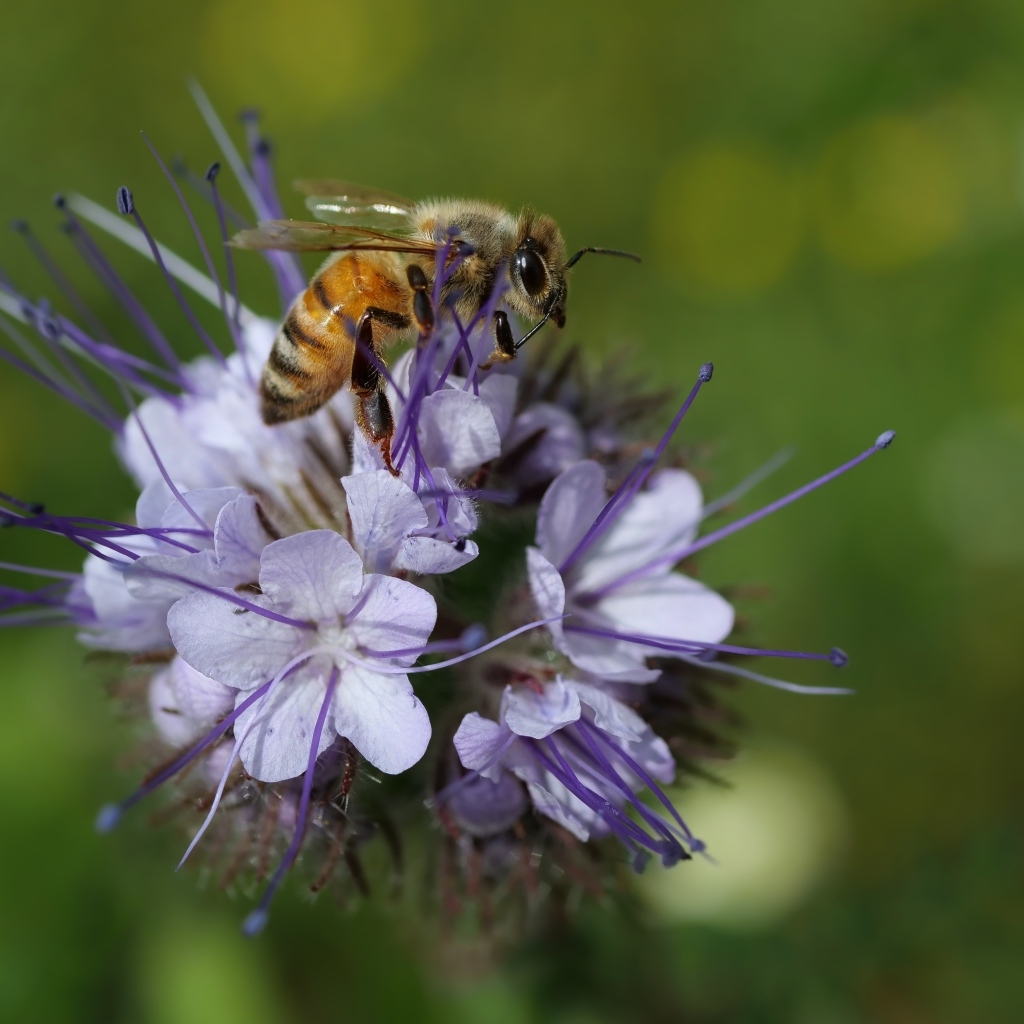 Маленькая пчела сидит на синем цветке
