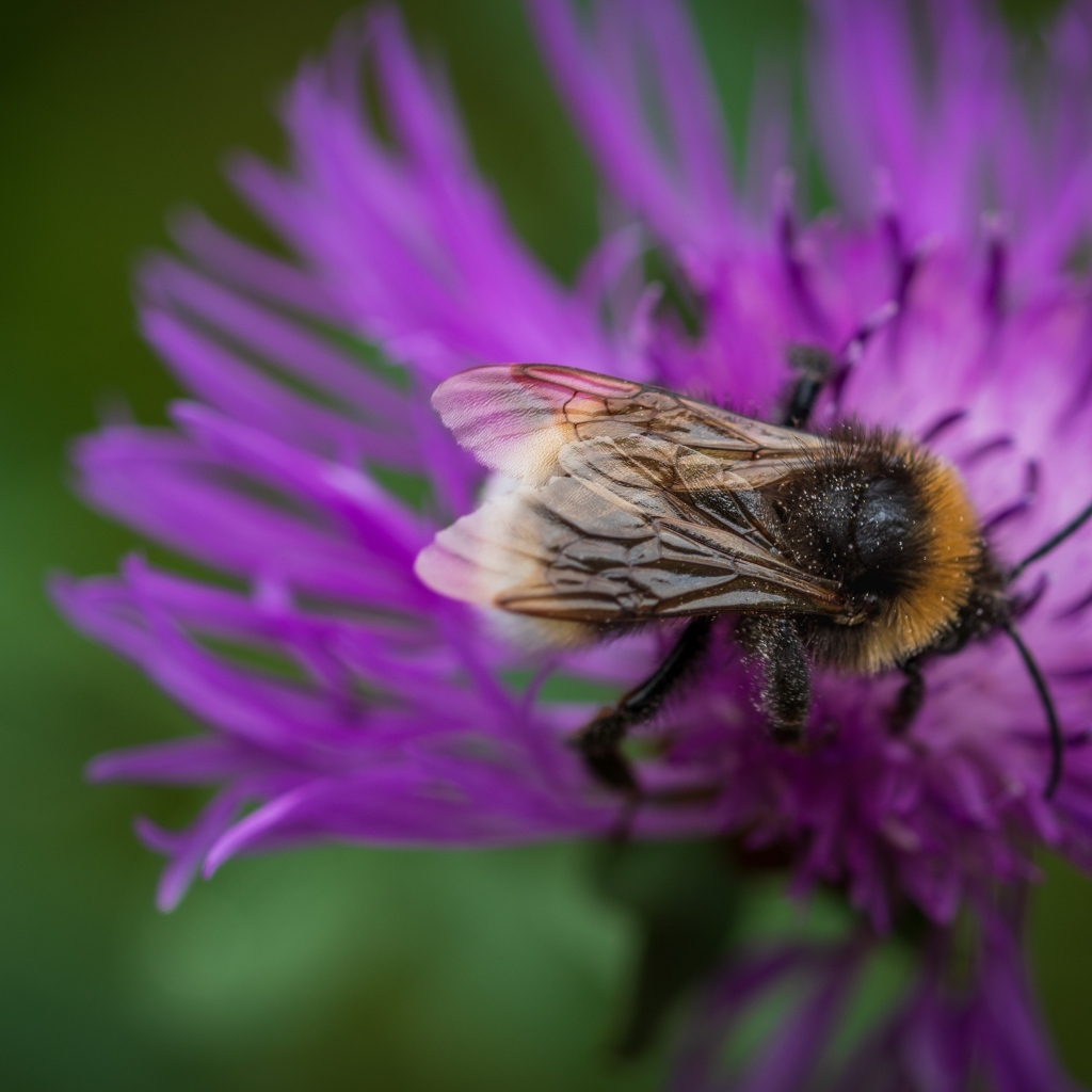 Маленький шмель опыляет розовый цветок