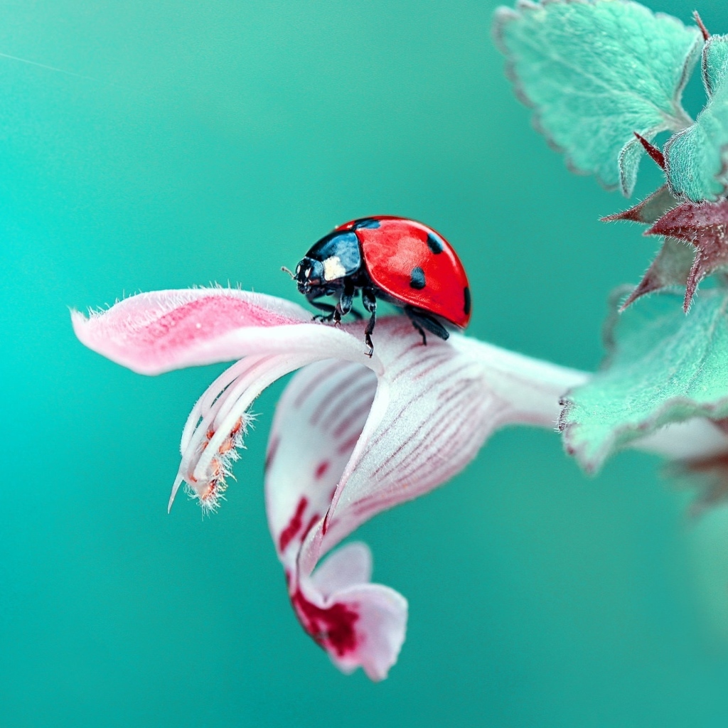 Маленькая красная божья коровка сидит на розовом цветке
